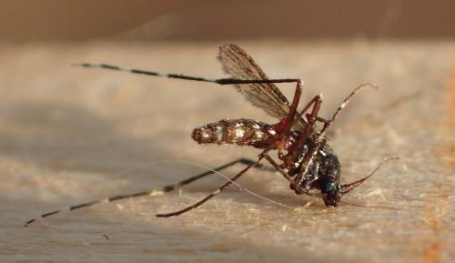 Réf. 315 341 : Culiseta annulata
